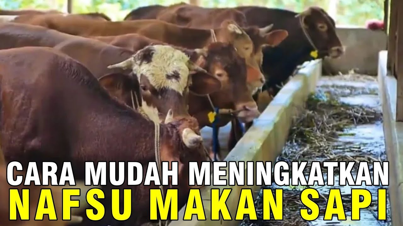 
                                 Vitamin-B-Komplek-Ternak-Sapi-Kambing-Domba